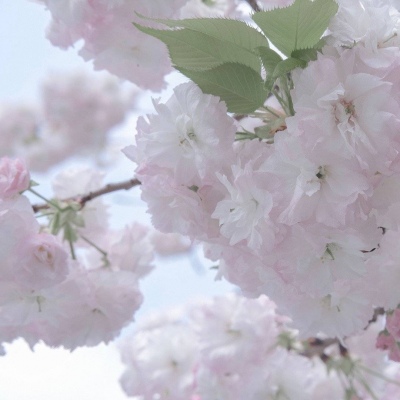 兽设毛发绘画实用教程兽圈群